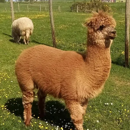 Apartment Eselhof Mobilheim *