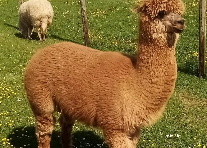 דירה Eselhof Mobilheim *